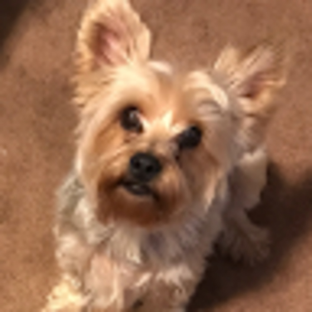 Meet your Posher, Pamela